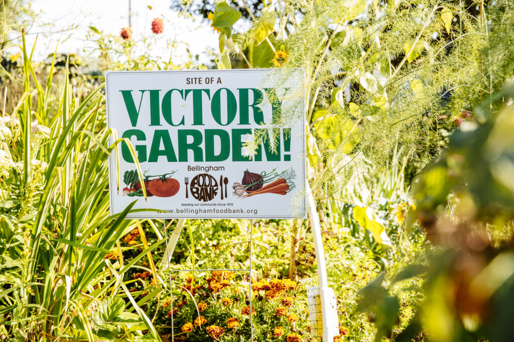 Potato Gleaning Community Service Opportunity